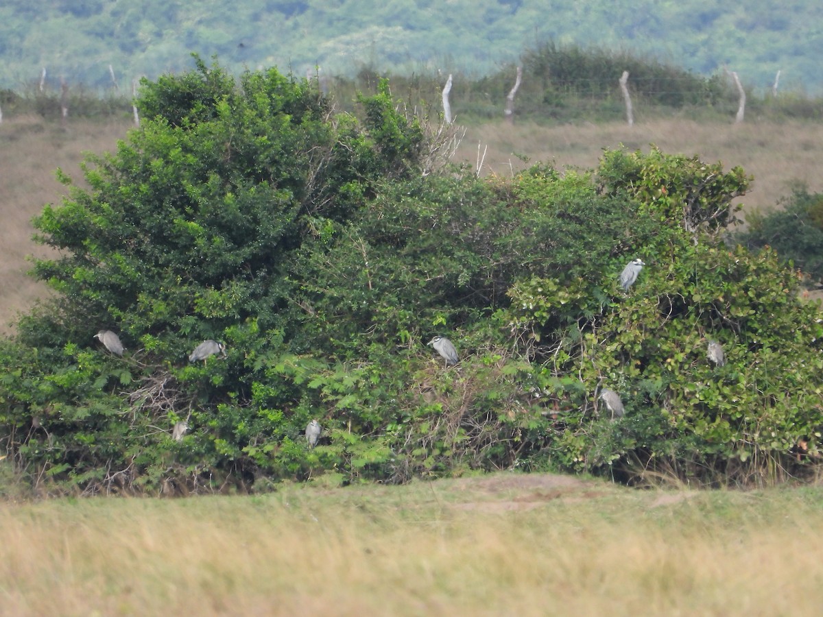 Yellow-crowned Night Heron - ML285874521