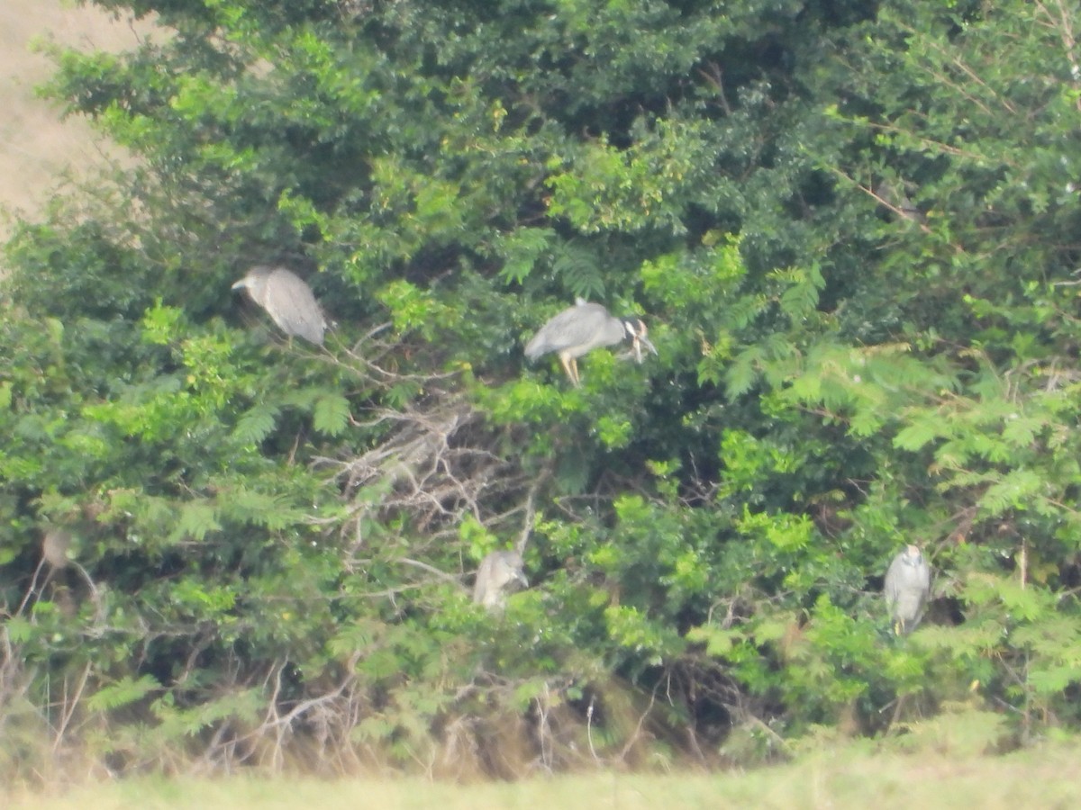 Yellow-crowned Night Heron - ML285874551