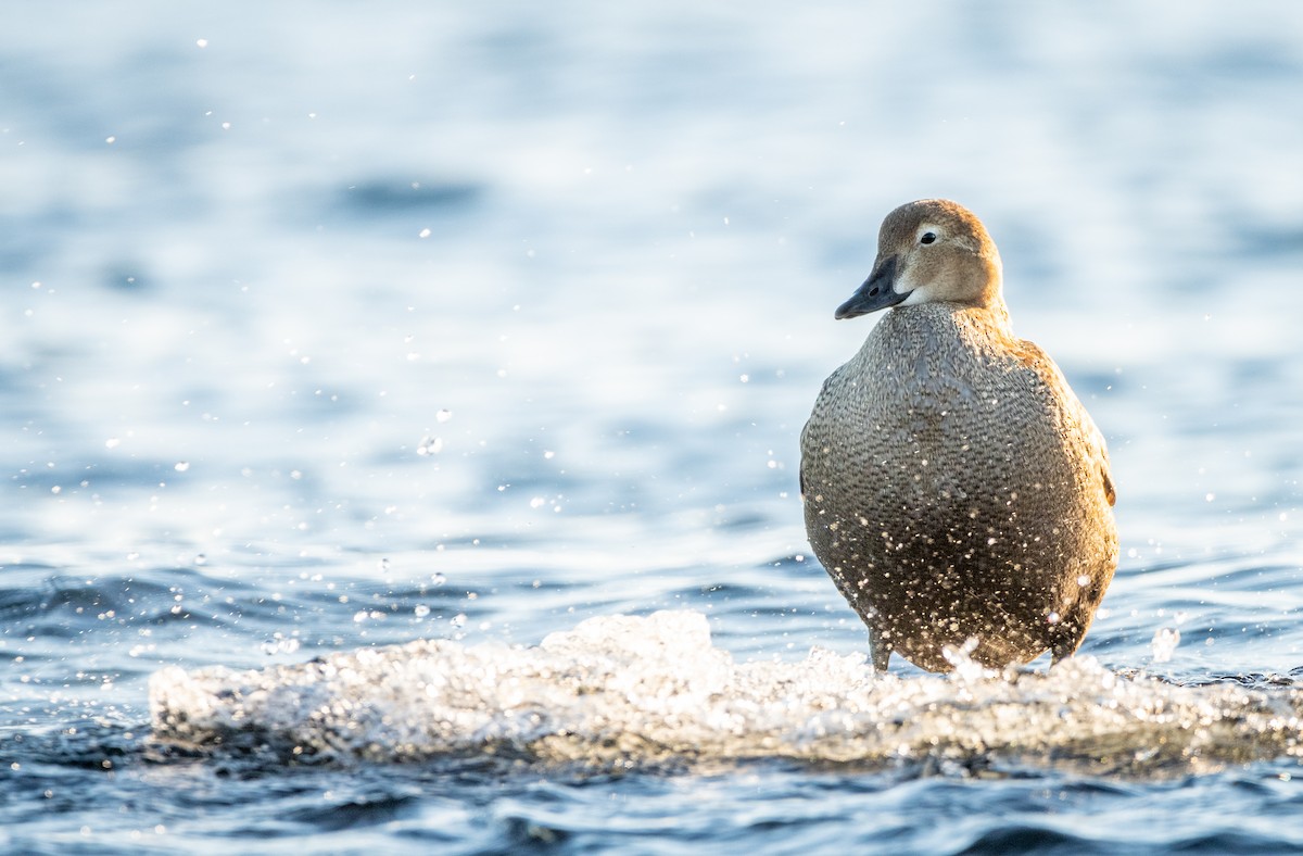 Prachteiderente - ML285874561