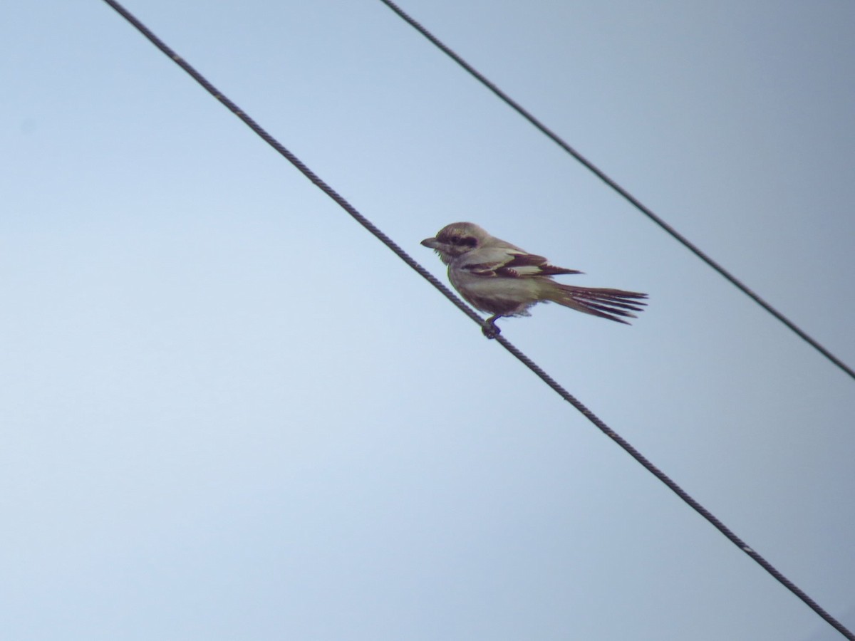 Серый сорокопут (pallidirostris) - ML285874911