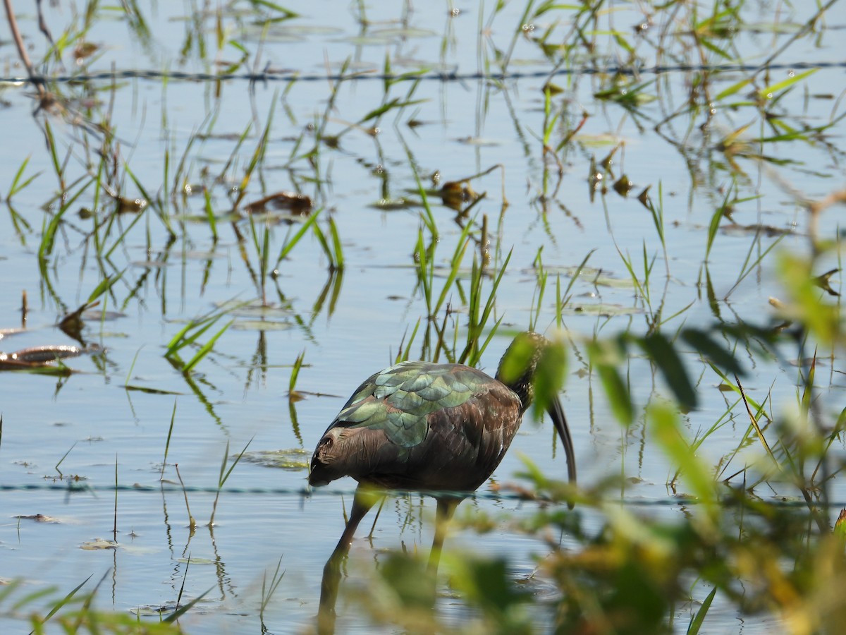 Ibis à face blanche - ML285876301