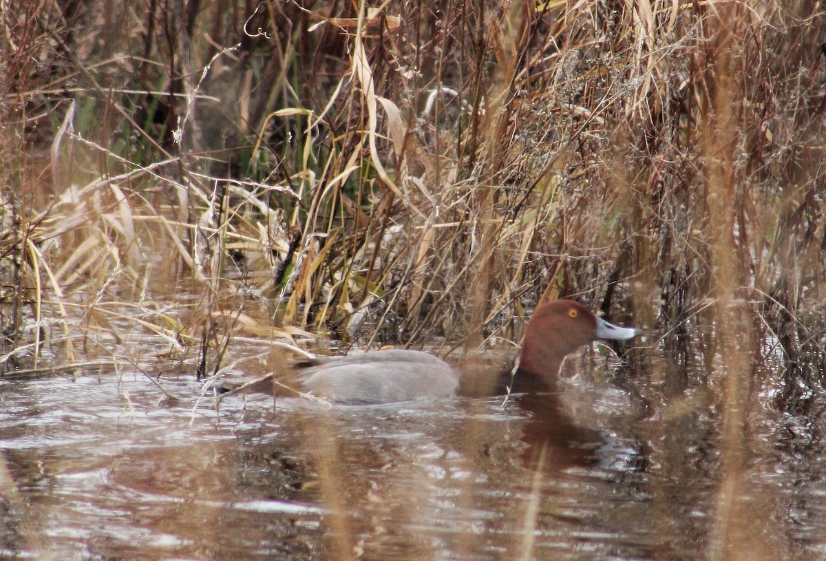 Redhead - ML285876381