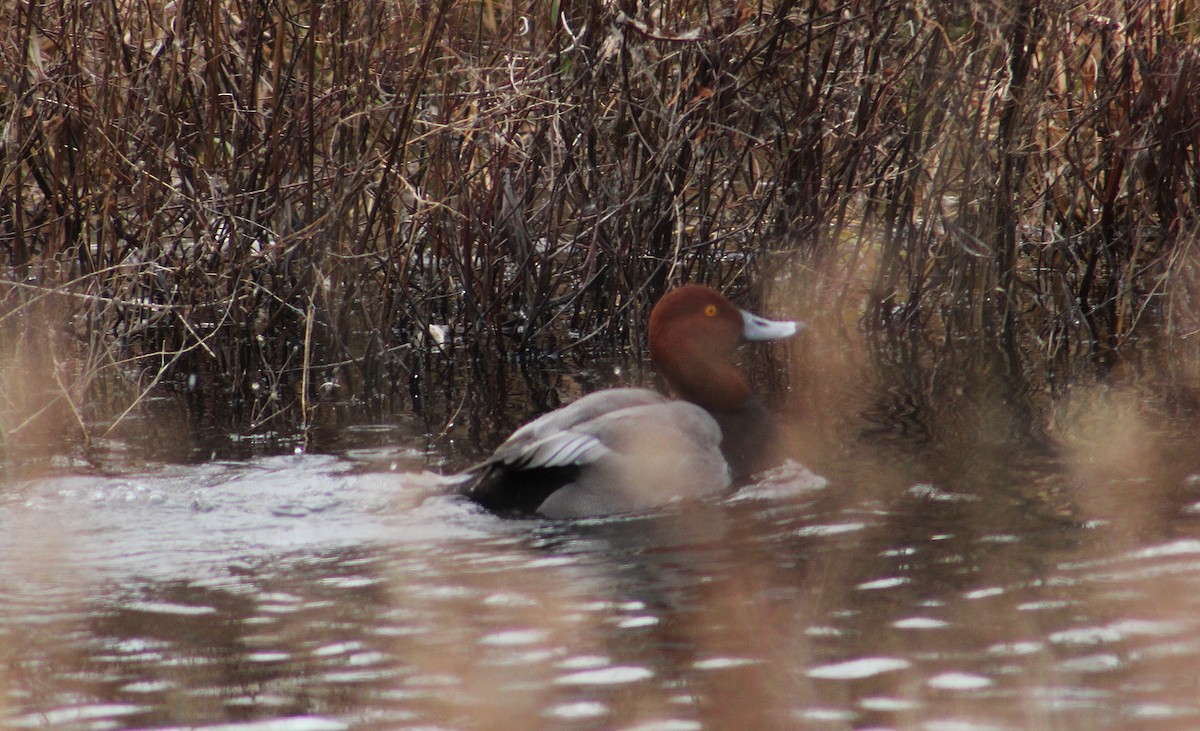 Redhead - ML285876391