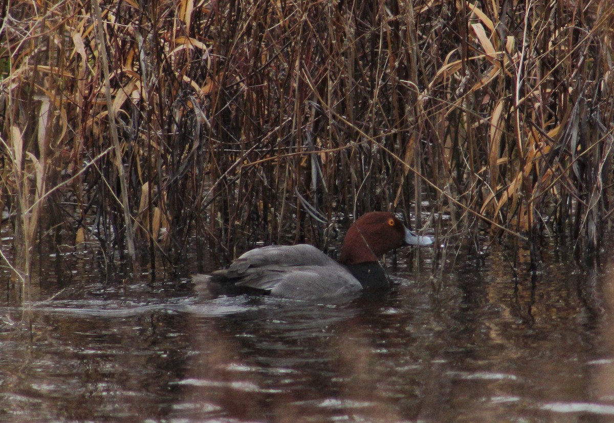 Redhead - ML285876401