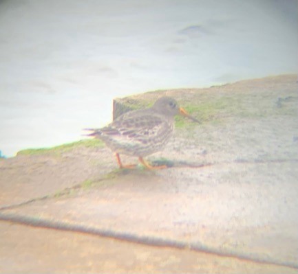 Purple Sandpiper - ML285877551