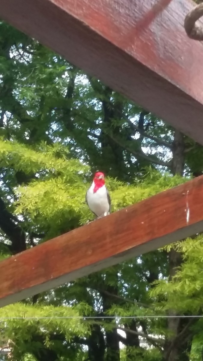Red-crested Cardinal - ML28587921