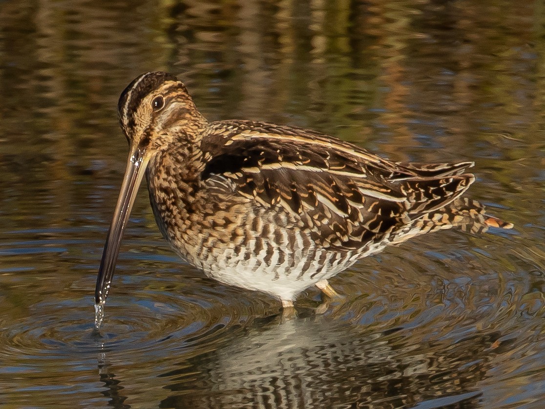 Wilson's Snipe - Cris Heins