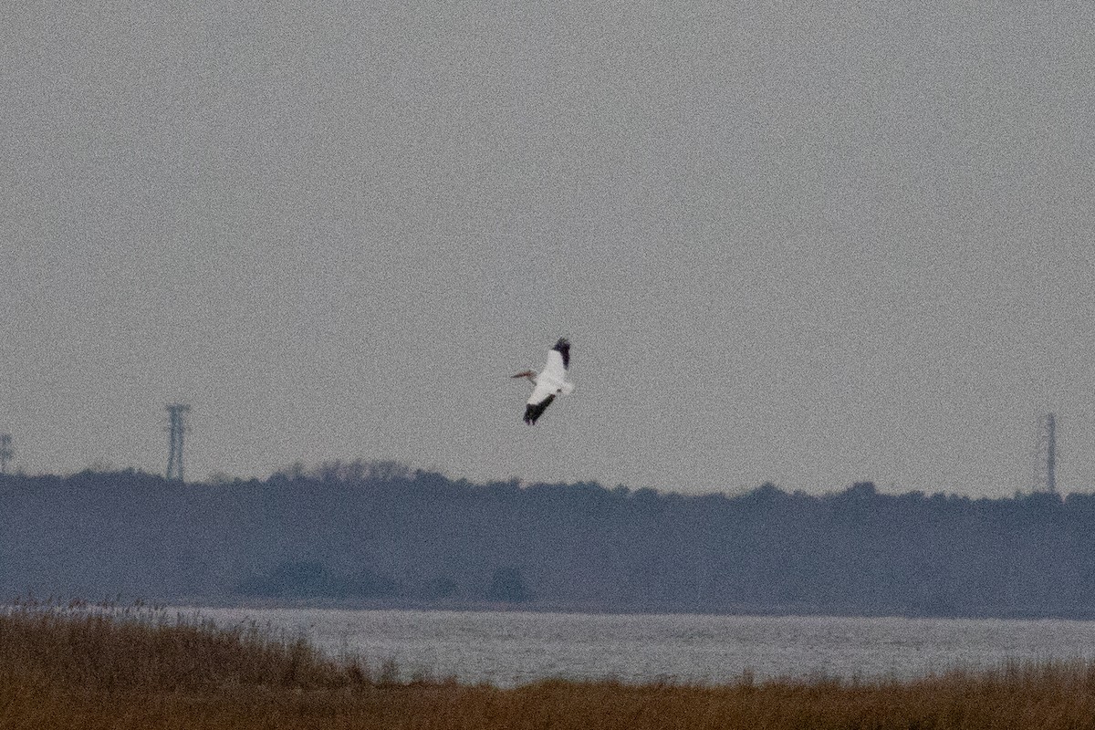 American White Pelican - ML285881911