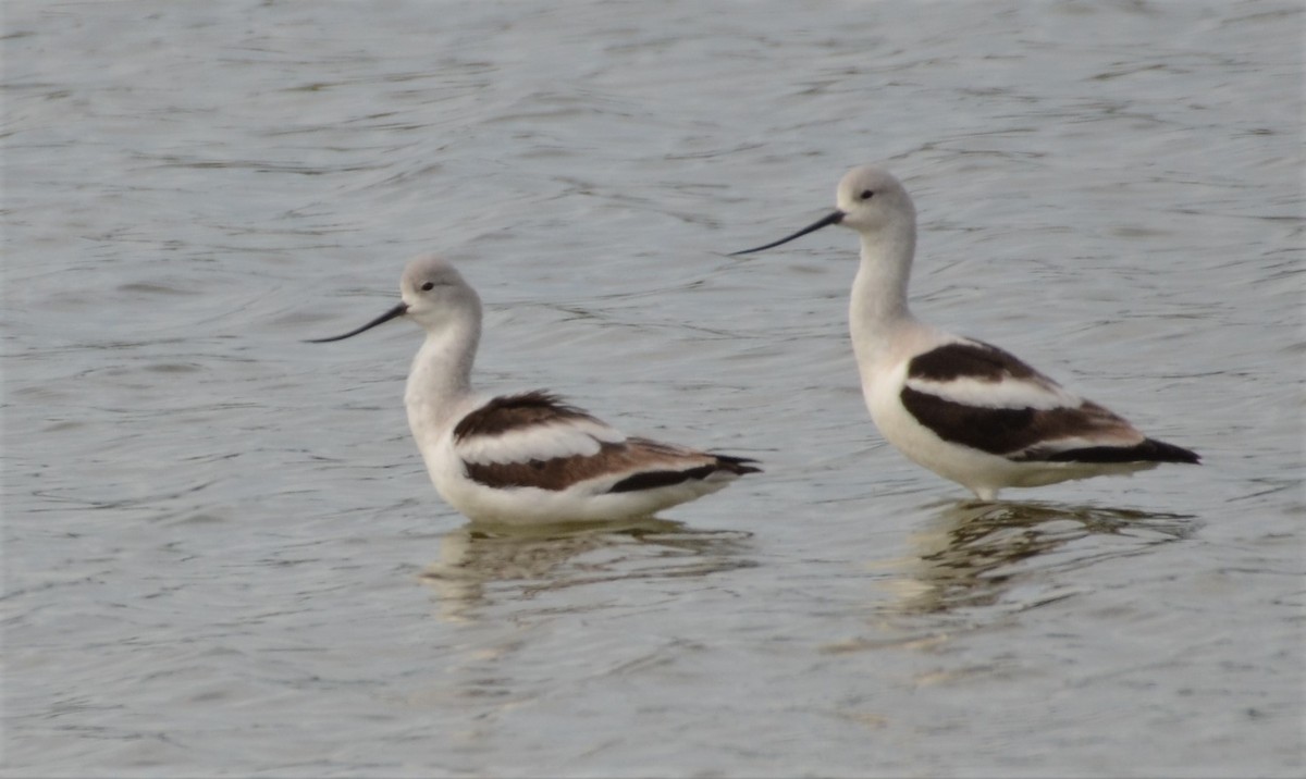 Avocette d'Amérique - ML285881921