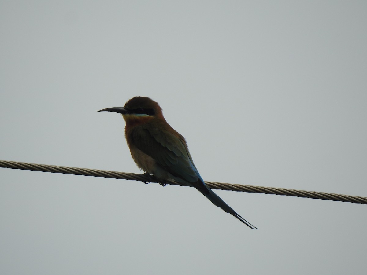 Blue-tailed Bee-eater - ML285882631