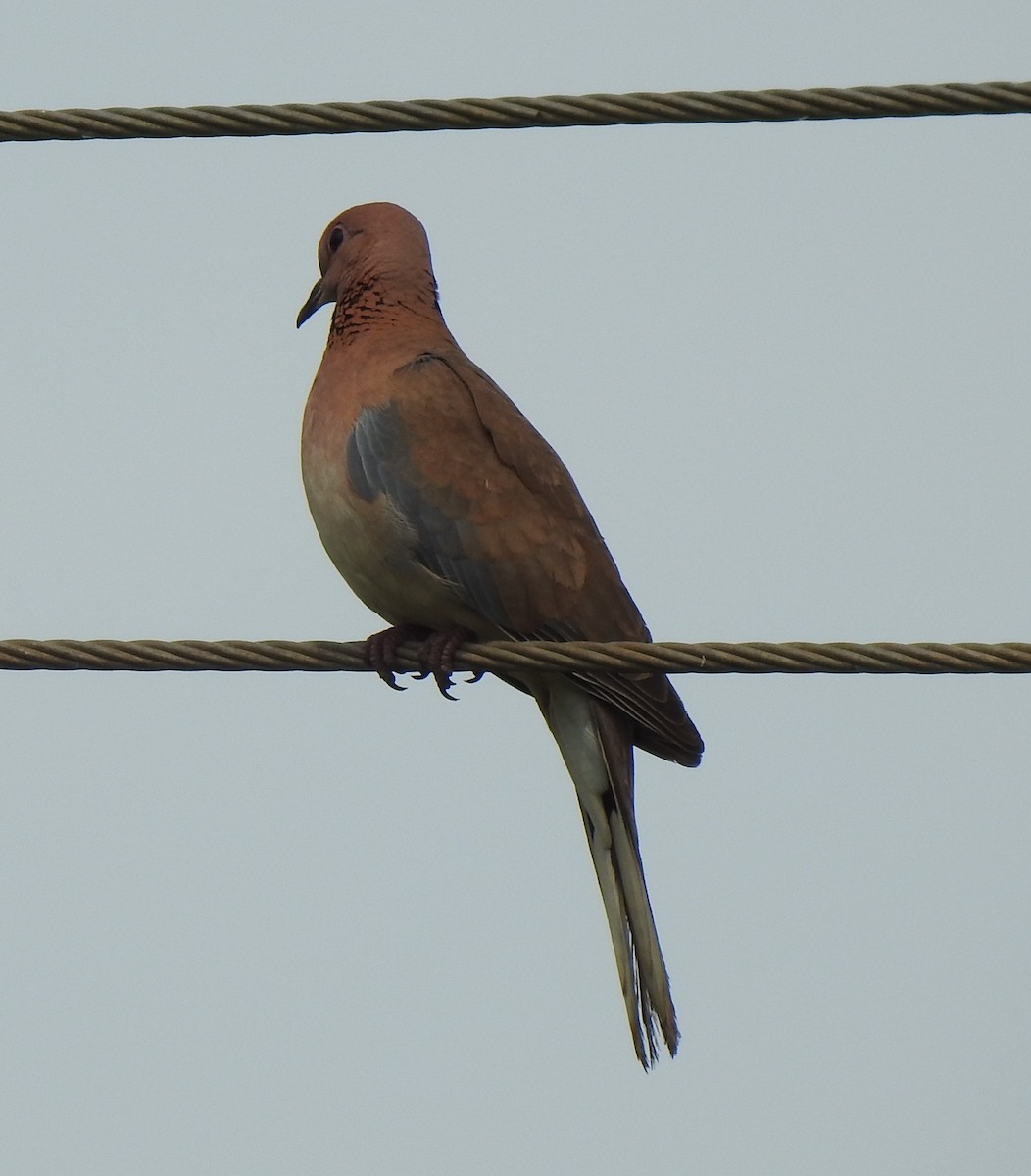 Tórtola Senegalesa - ML285882881