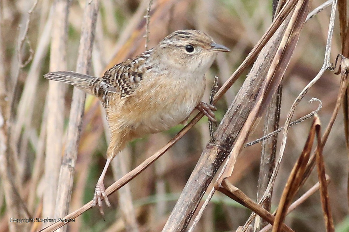 Sedge Wren - ML285882941