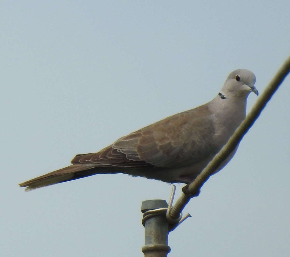 Eurasian Collared-Dove - ML285883101