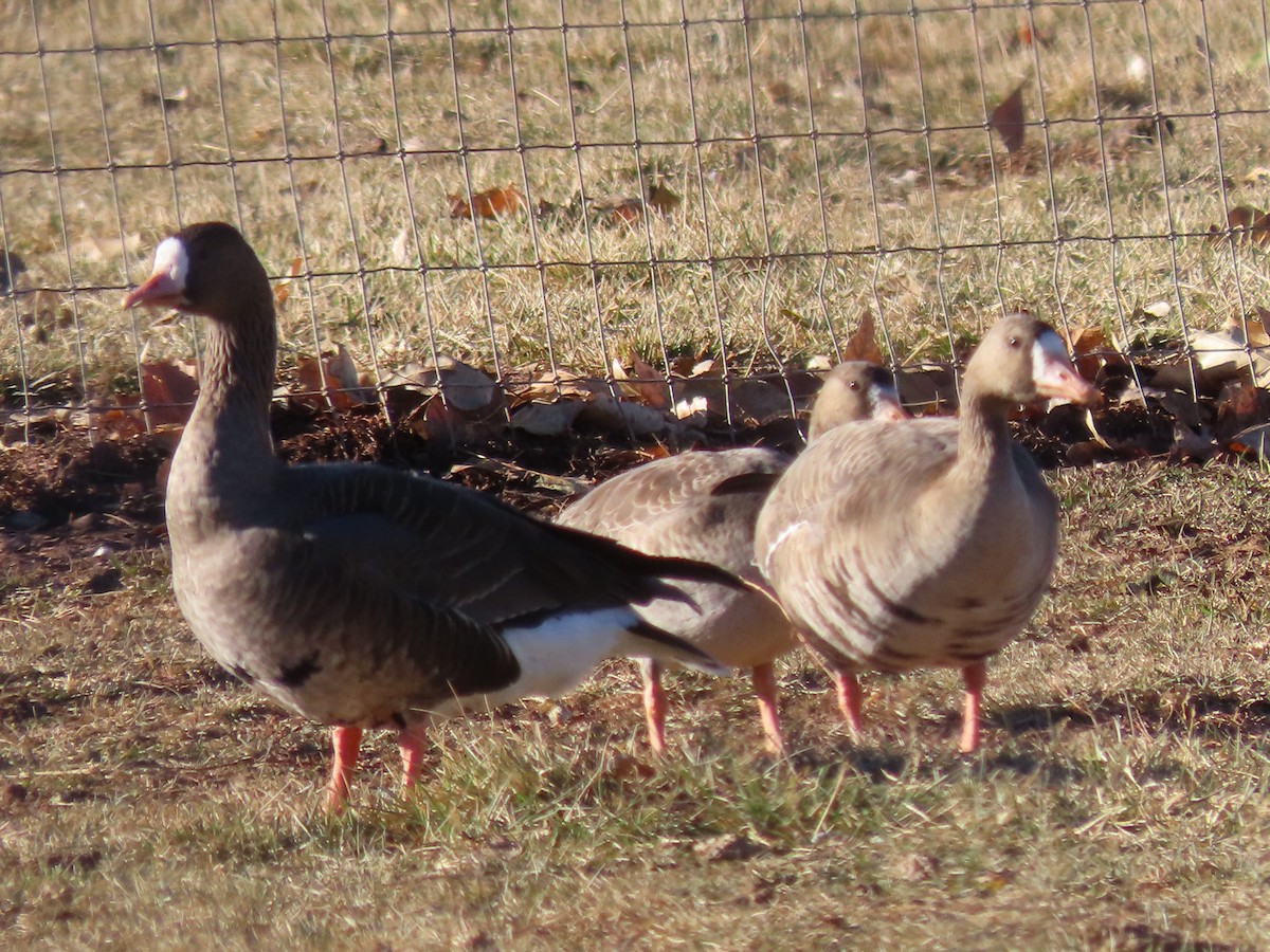 Greater White-fronted Goose - ML285884321