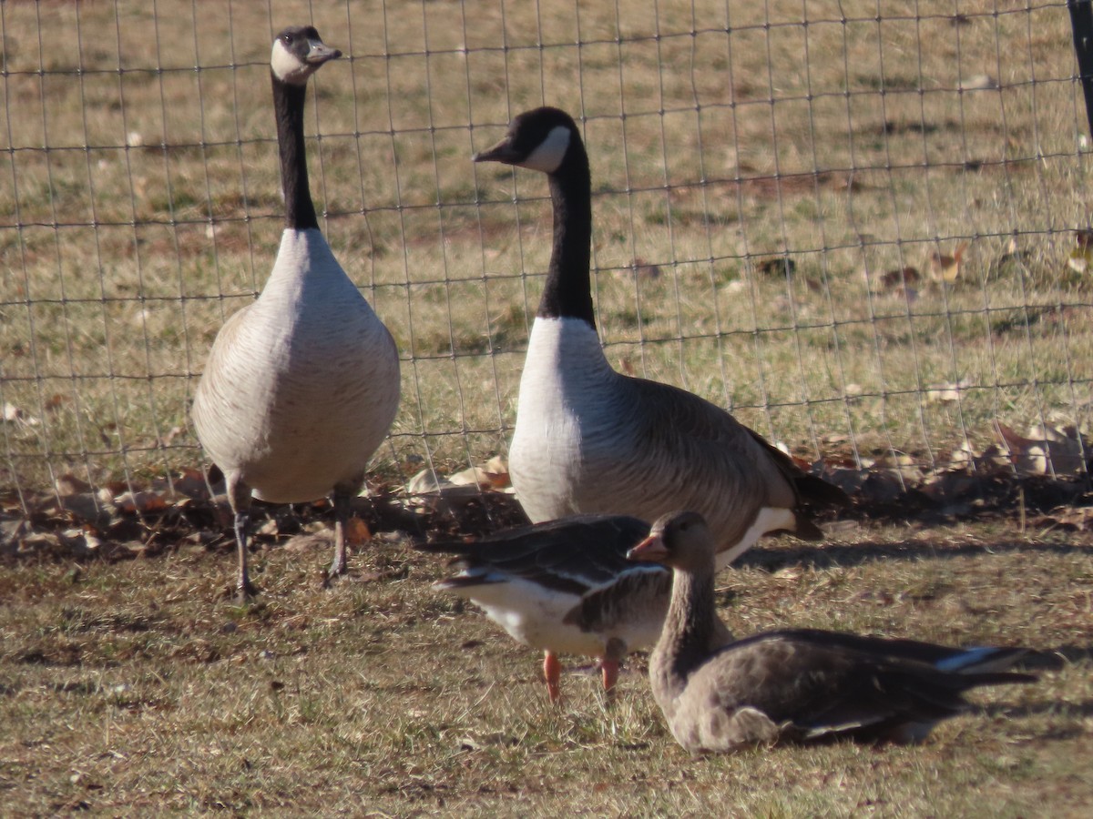 Greater White-fronted Goose - ML285884331