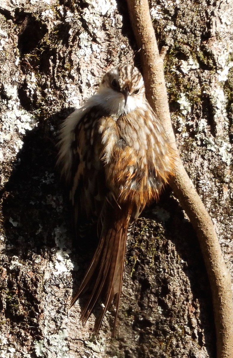 Brown Creeper - Evan Kidd