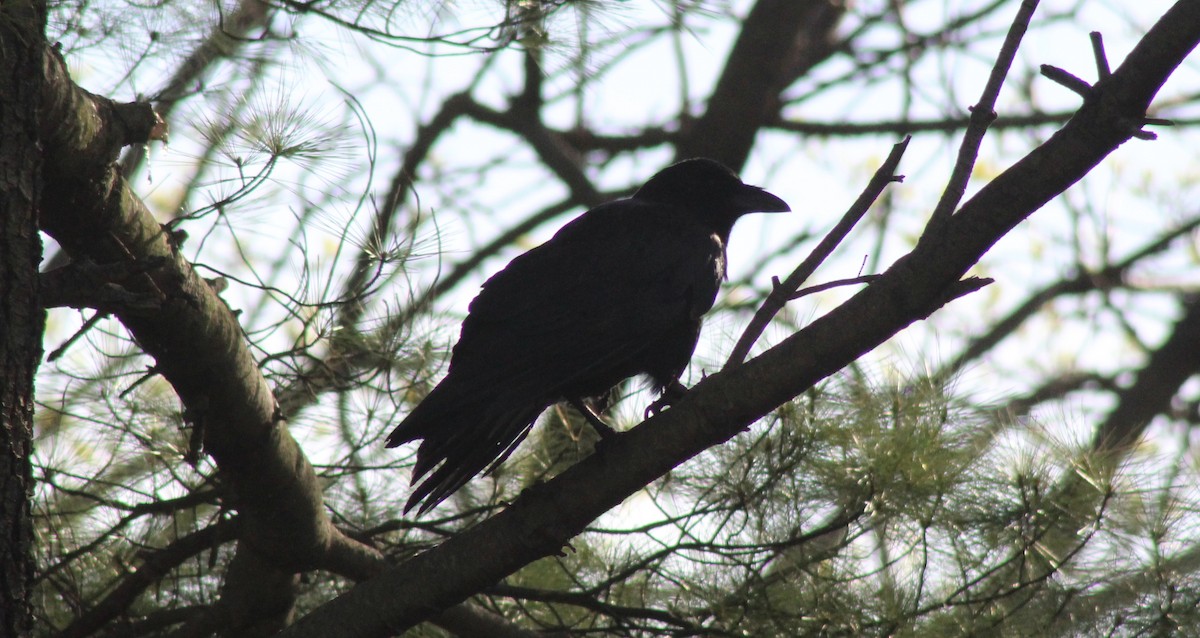 Common Raven - ML28588581