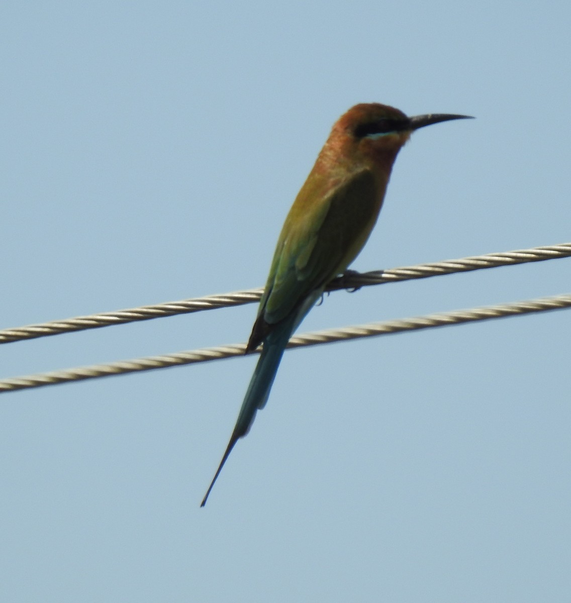 Blue-tailed Bee-eater - ML285887291