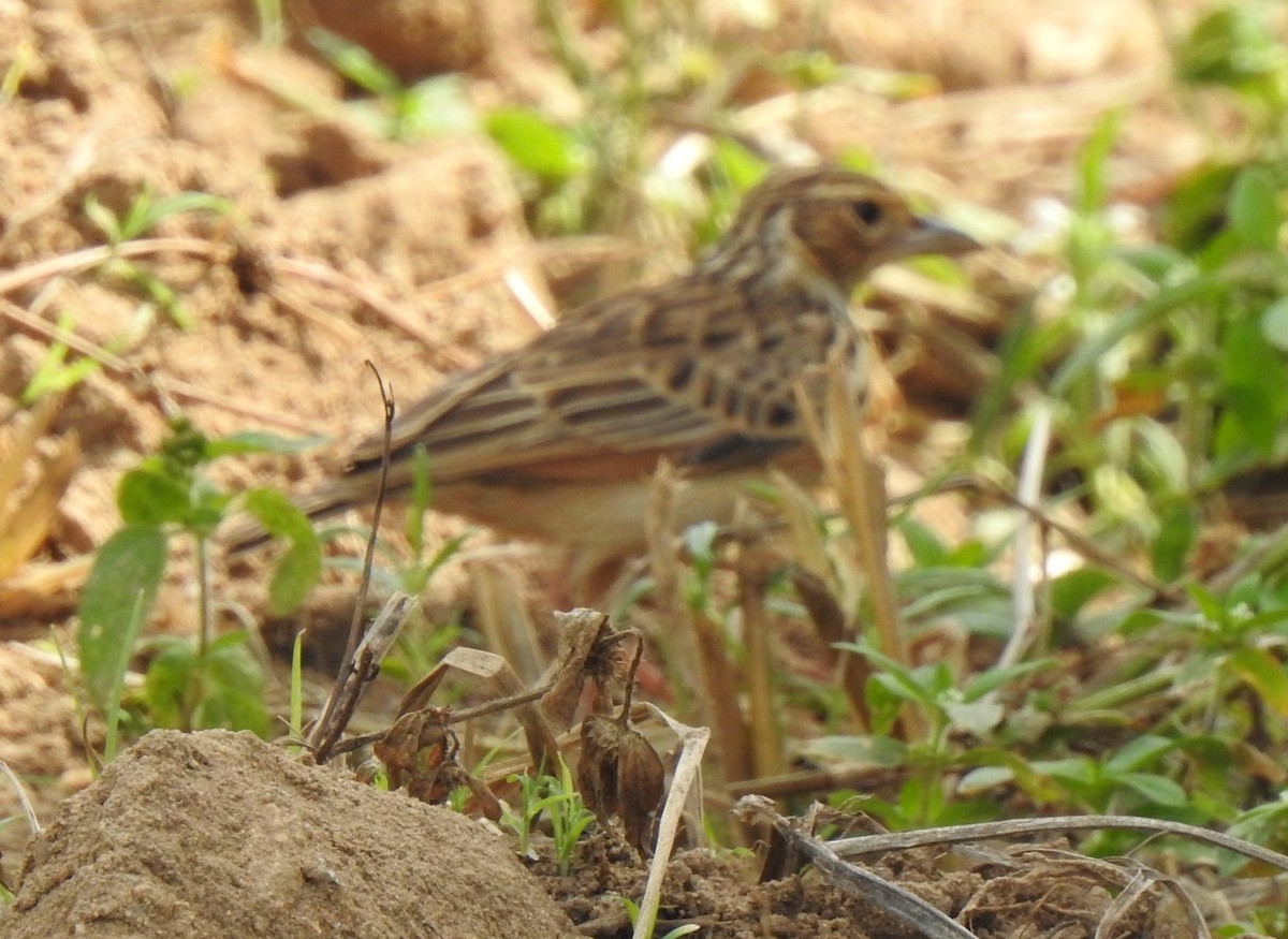 Indian Bushlark - ML285887841