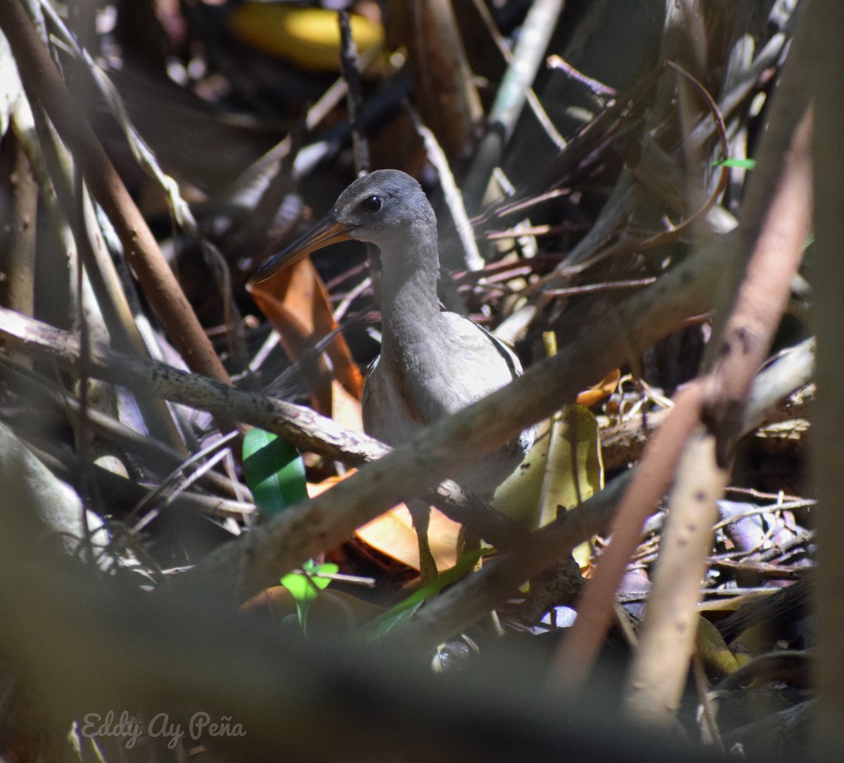 Clapper Rail - ML285890371