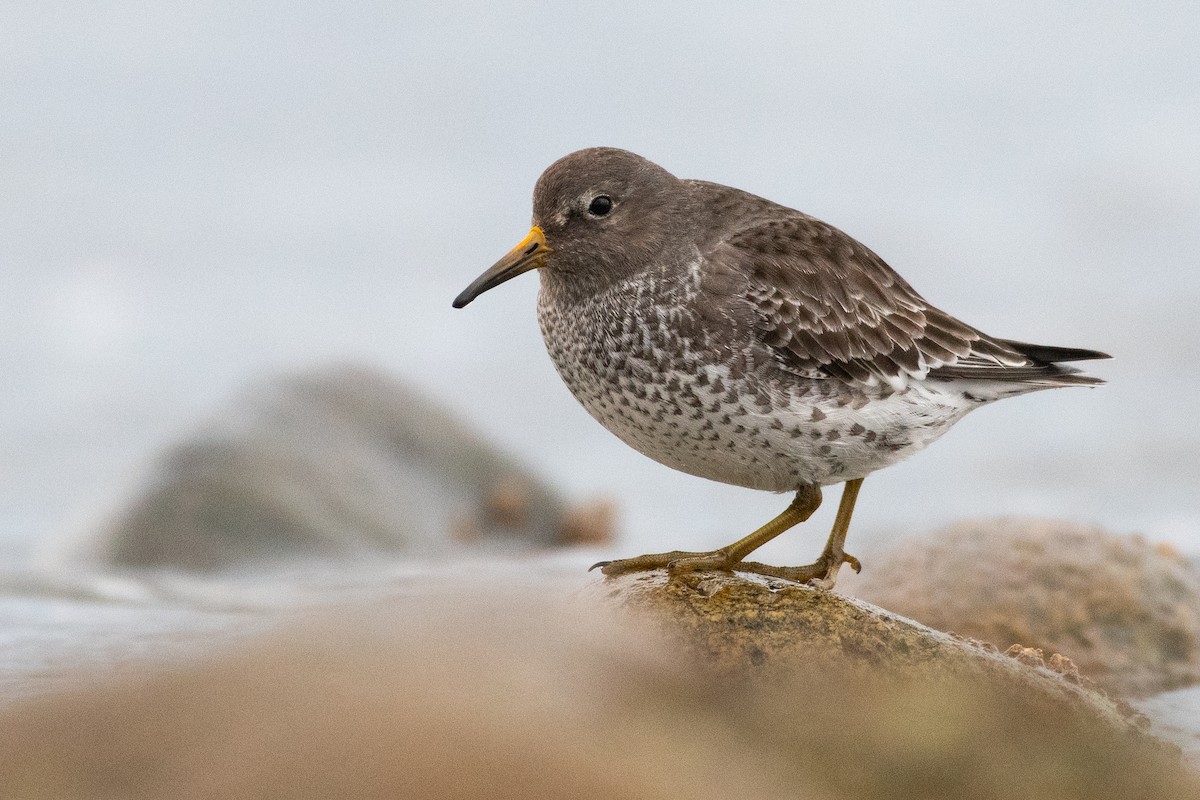 Rock Sandpiper - James MacKenzie