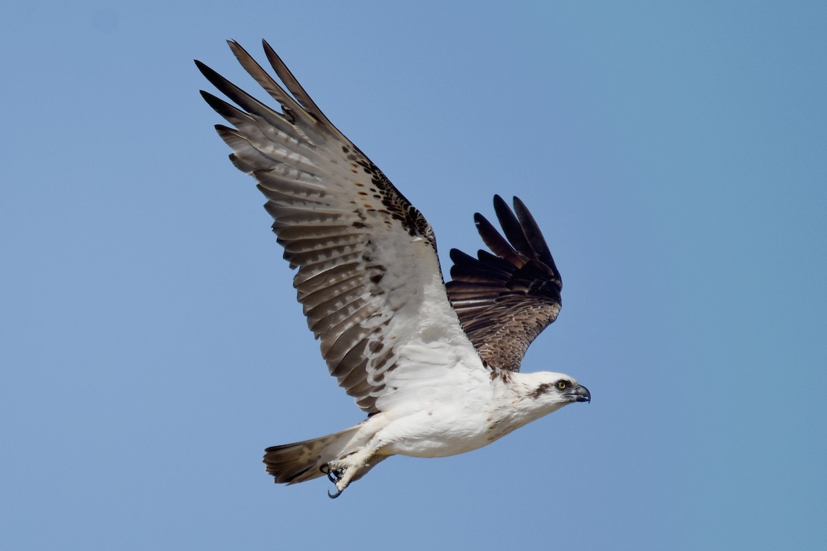 Osprey - Geoffrey Groom