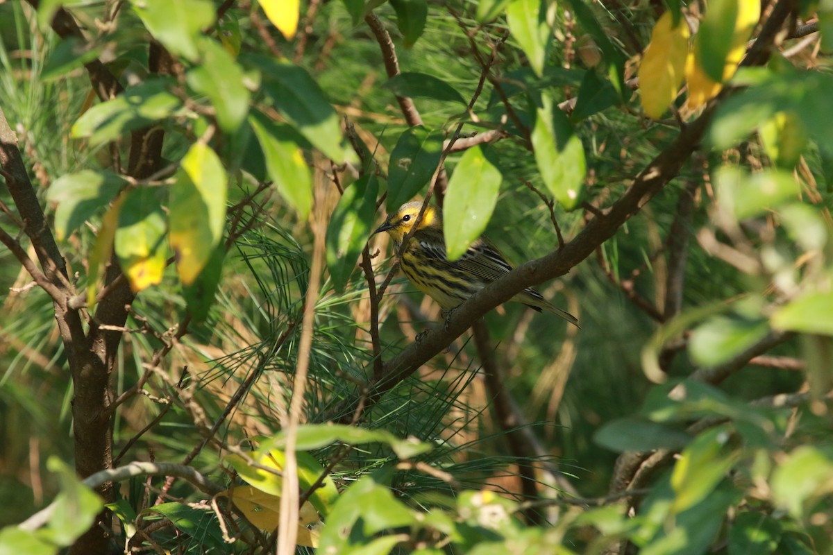 Cape May Warbler - ML285893271