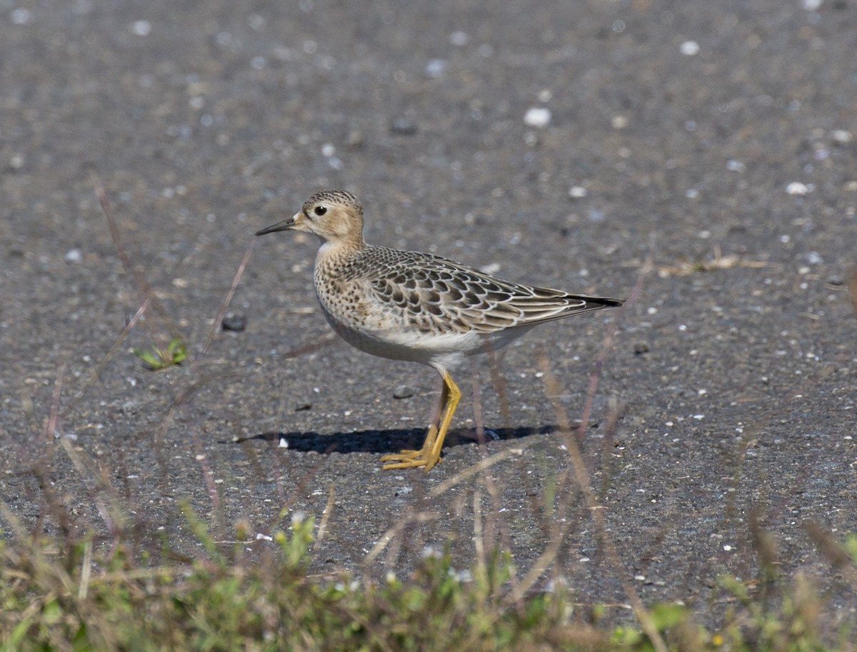 Buff-breasted Sandpiper - ML285894651