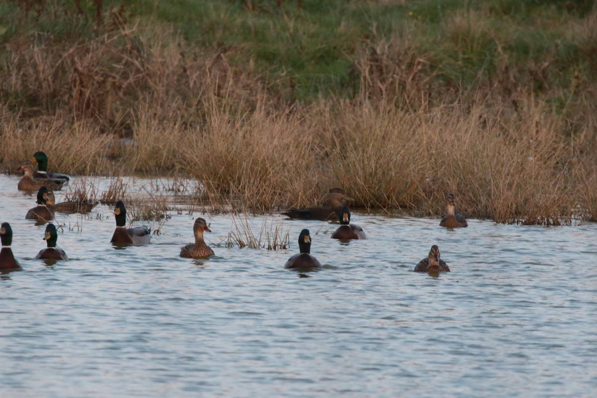 American Black Duck - Brandon Semel