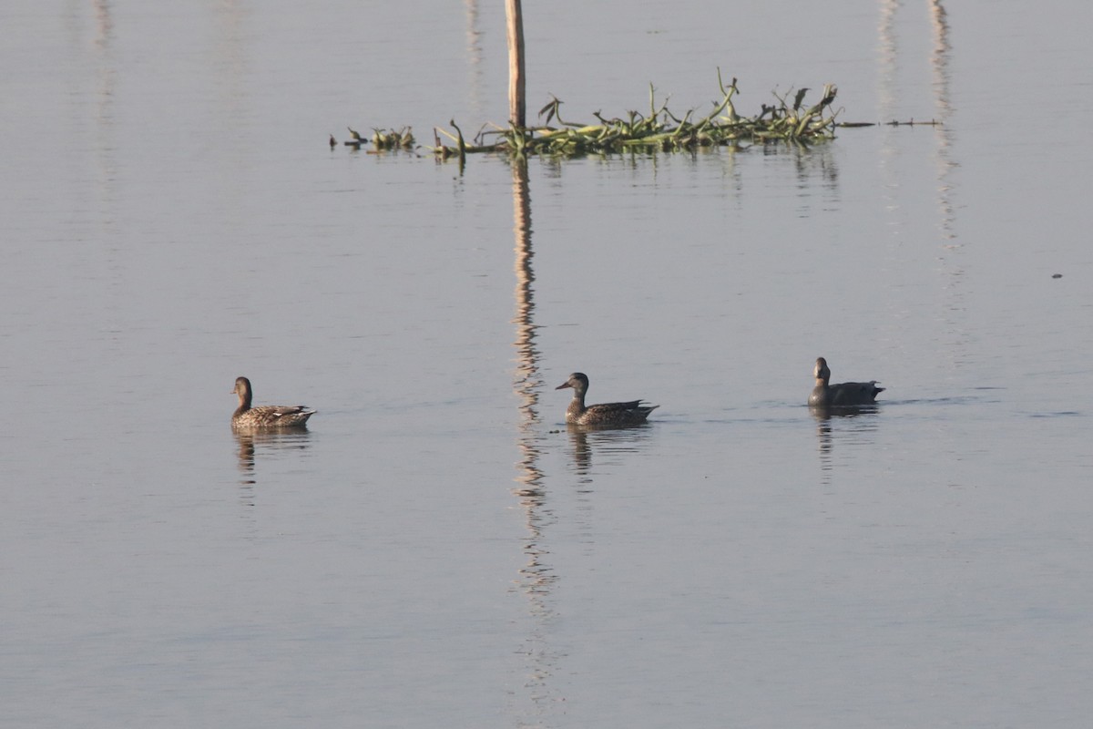 Gadwall - ML285897781