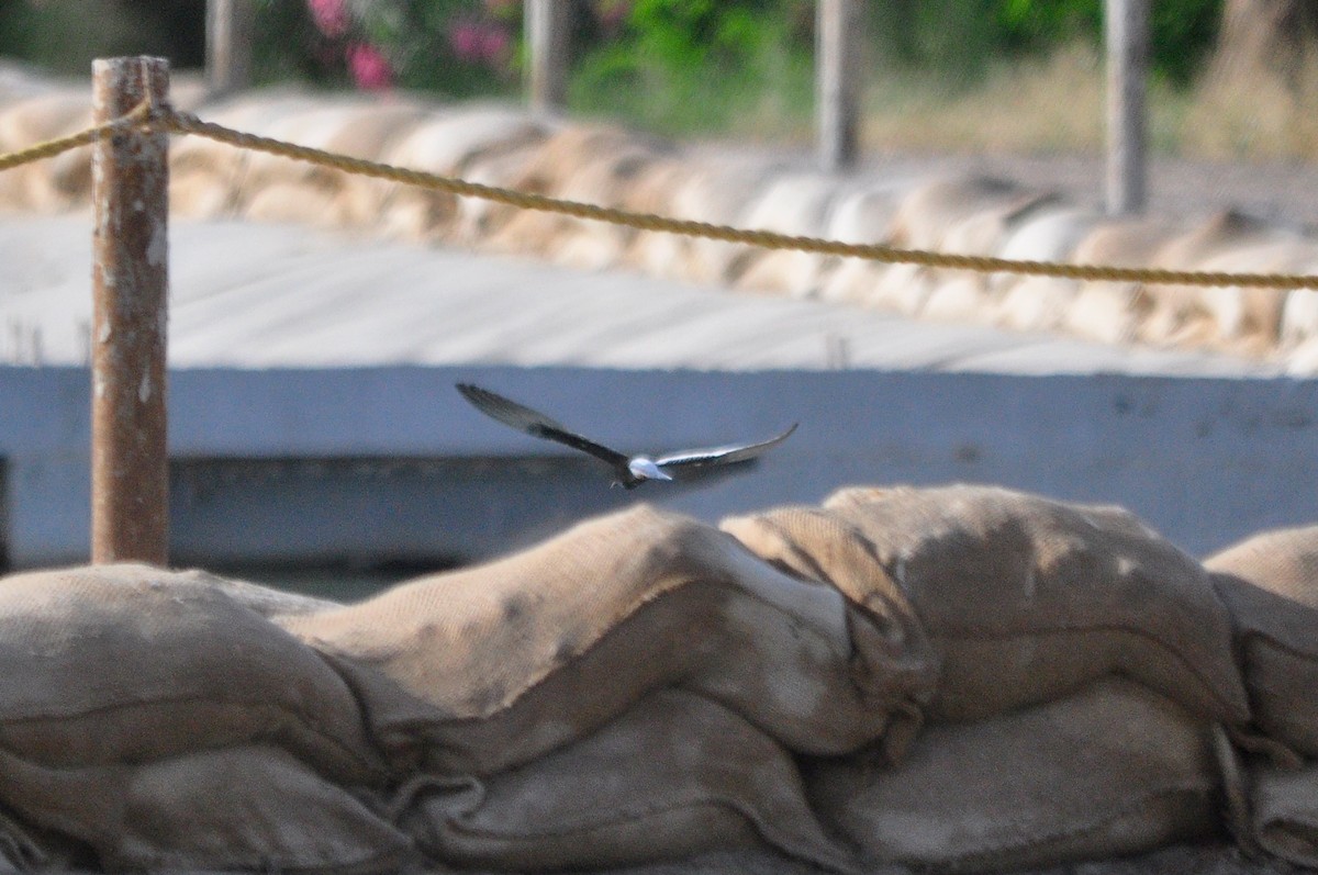 White-winged Tern - ML28589851