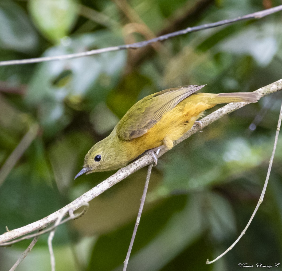 McConnell's Flycatcher - ML285899041