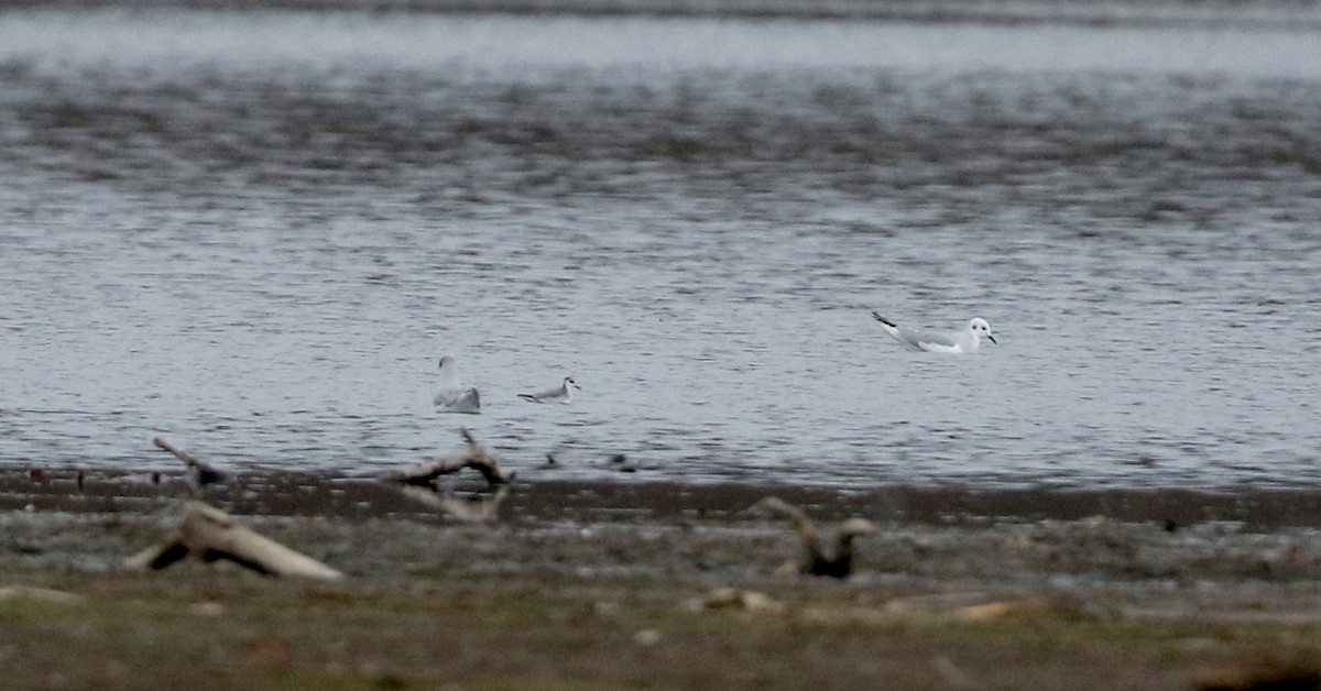 Red Phalarope - ML285899201