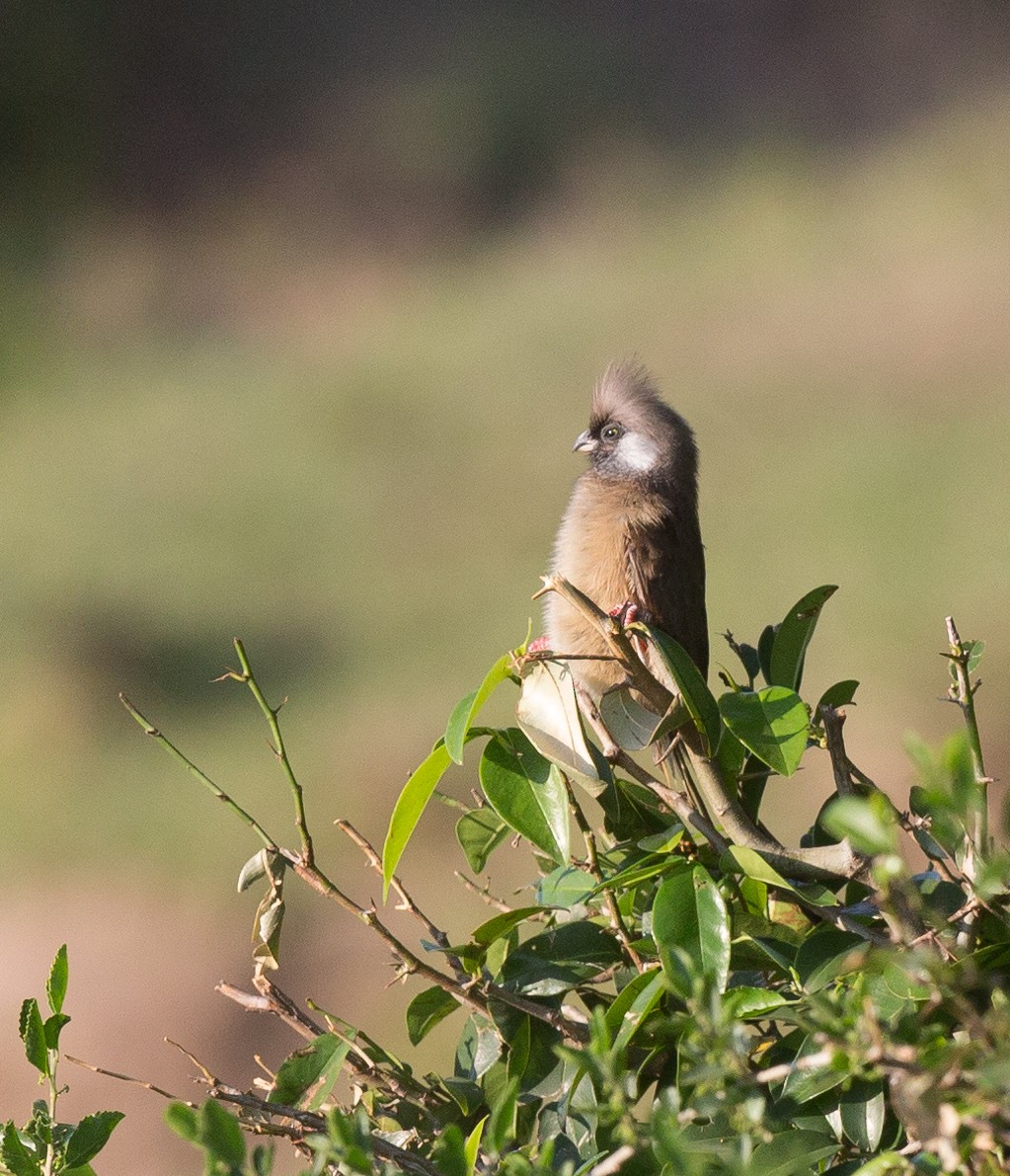 Speckled Mousebird - ML28589921