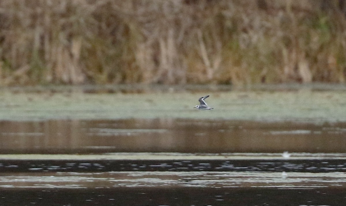 polarsvømmesnipe - ML285899241