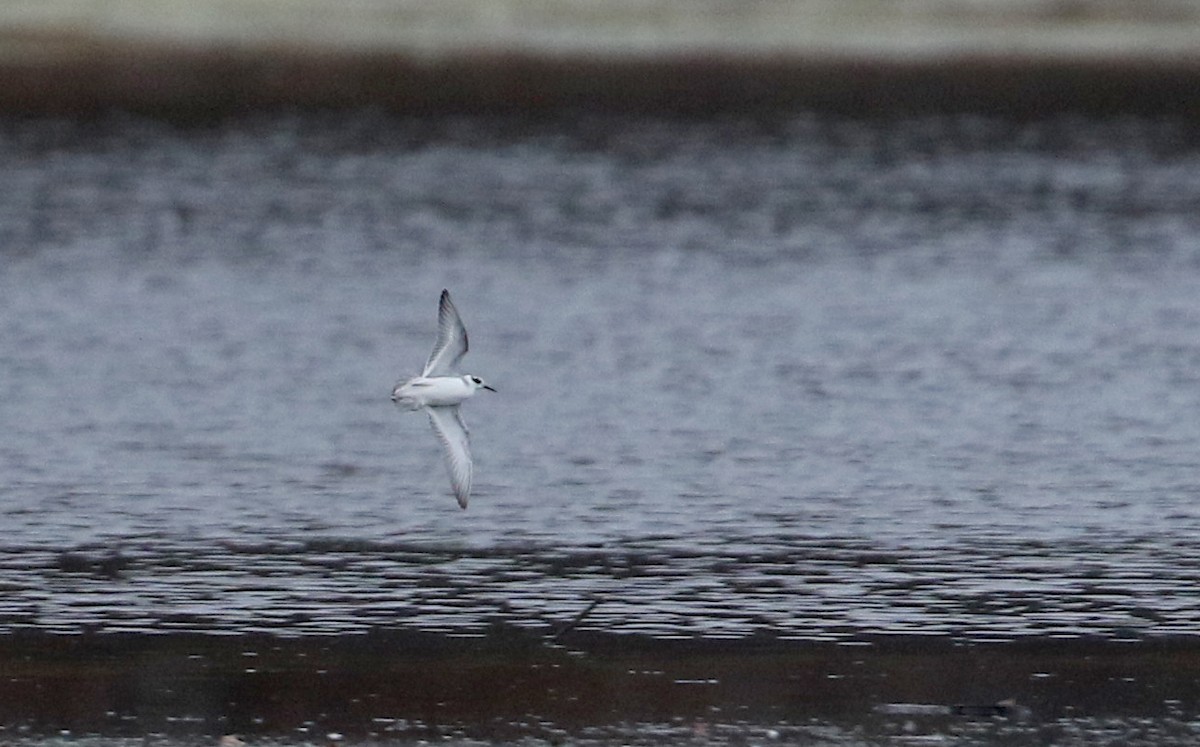 Red Phalarope - ML285899251