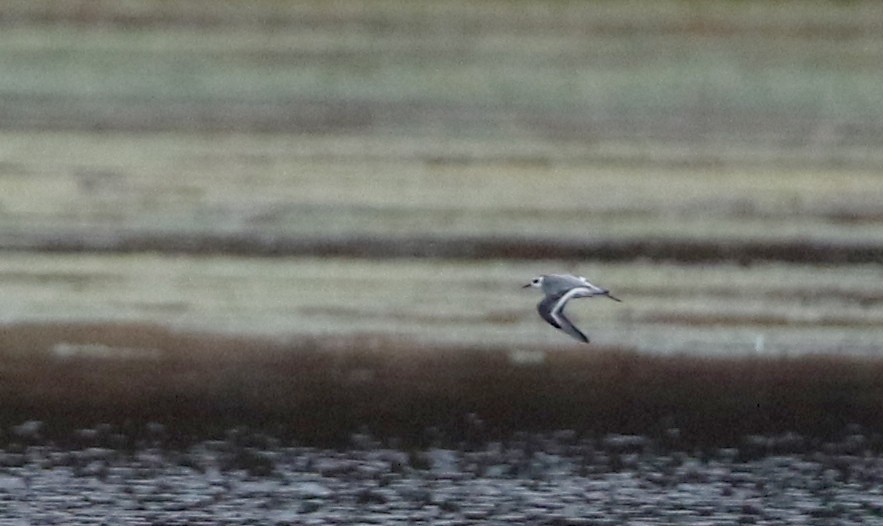 Red Phalarope - Jay McGowan