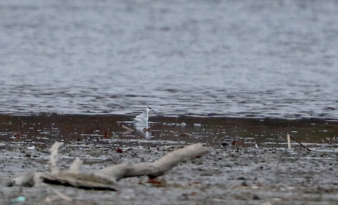 Red Phalarope - ML285899311