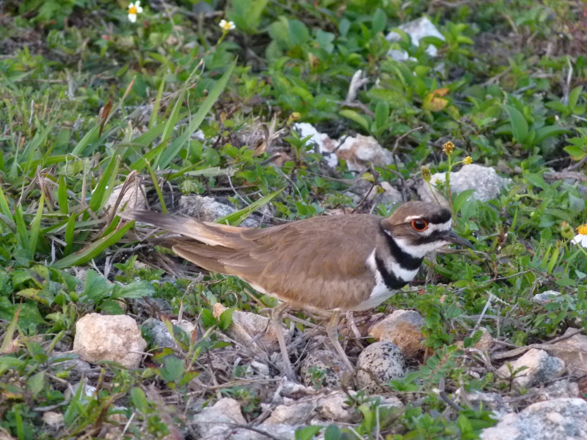 Killdeer - Susan Killeen