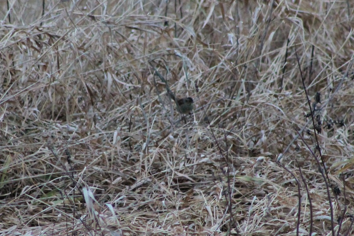 Swamp Sparrow - ML285901431