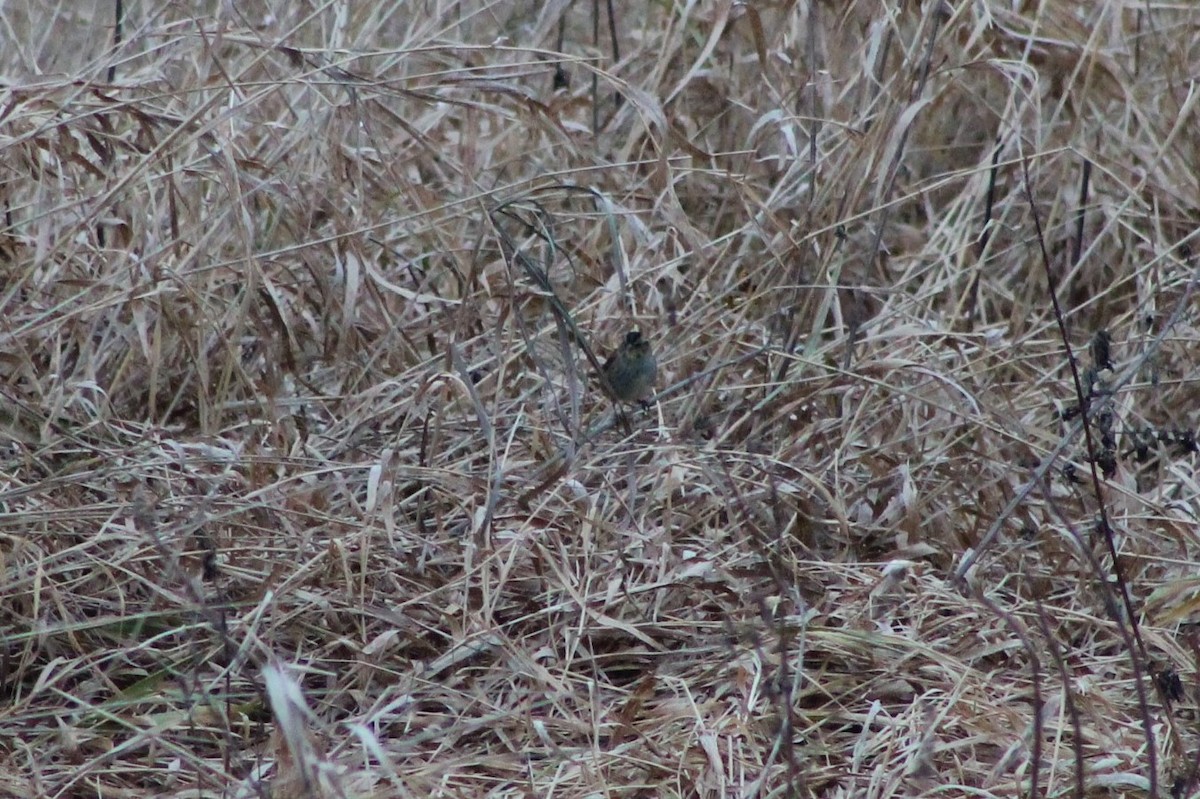 Swamp Sparrow - ML285901491