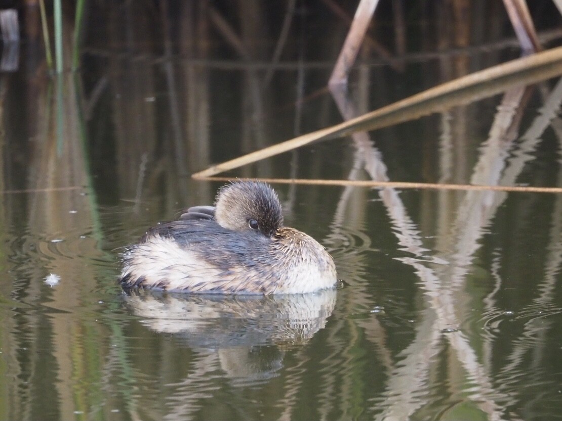 Pied-billed Grebe - ML285903361