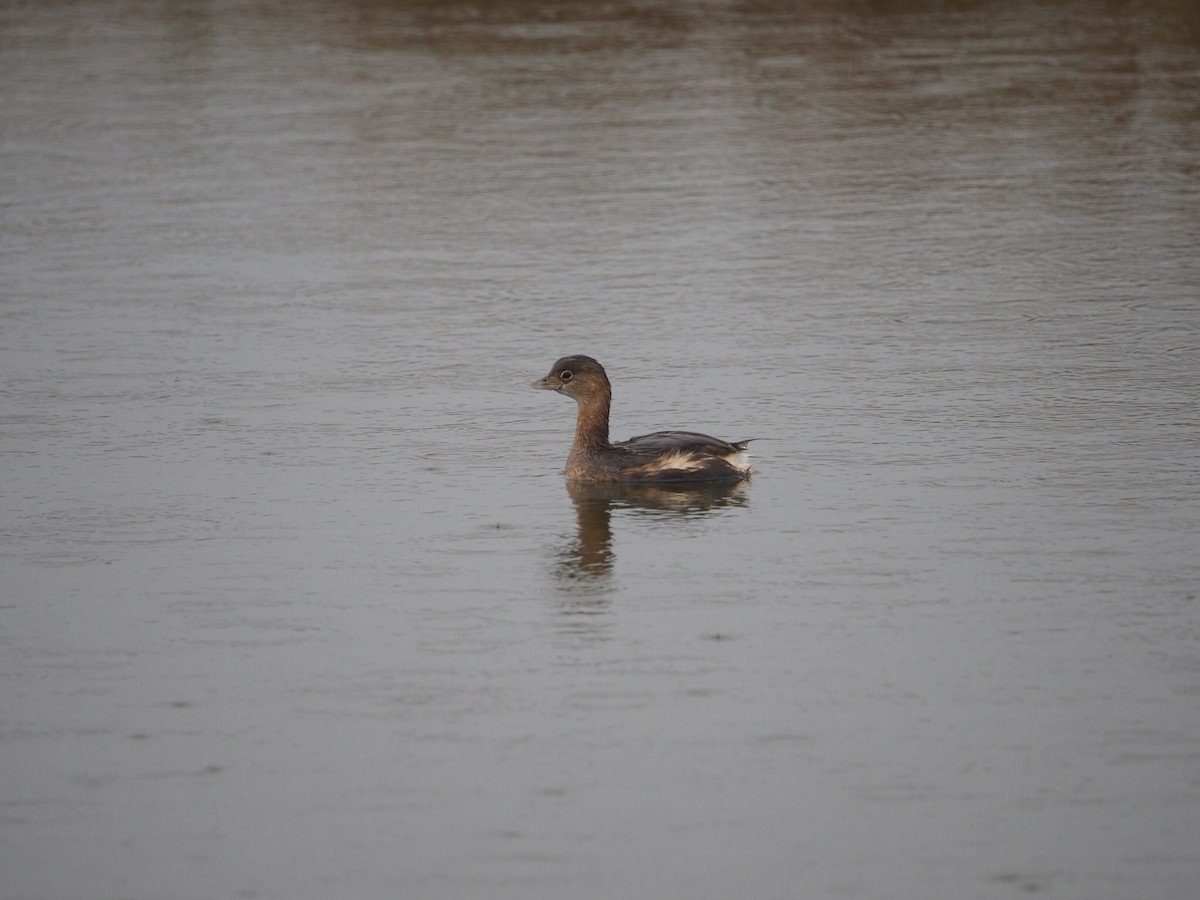 Pied-billed Grebe - ML285903381