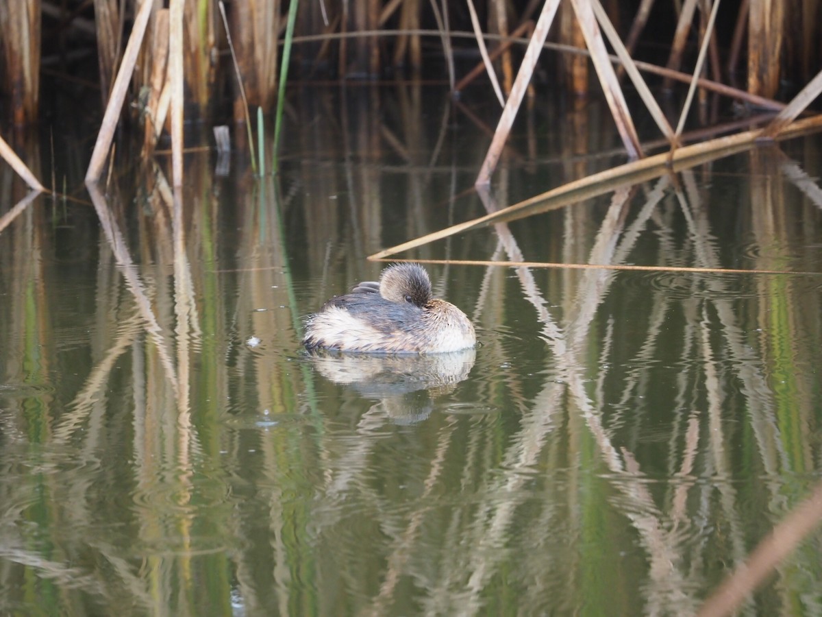 Pied-billed Grebe - ML285903421