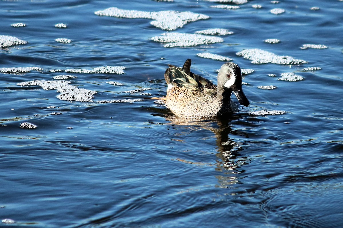 Blue-winged Teal - Linda Gettier