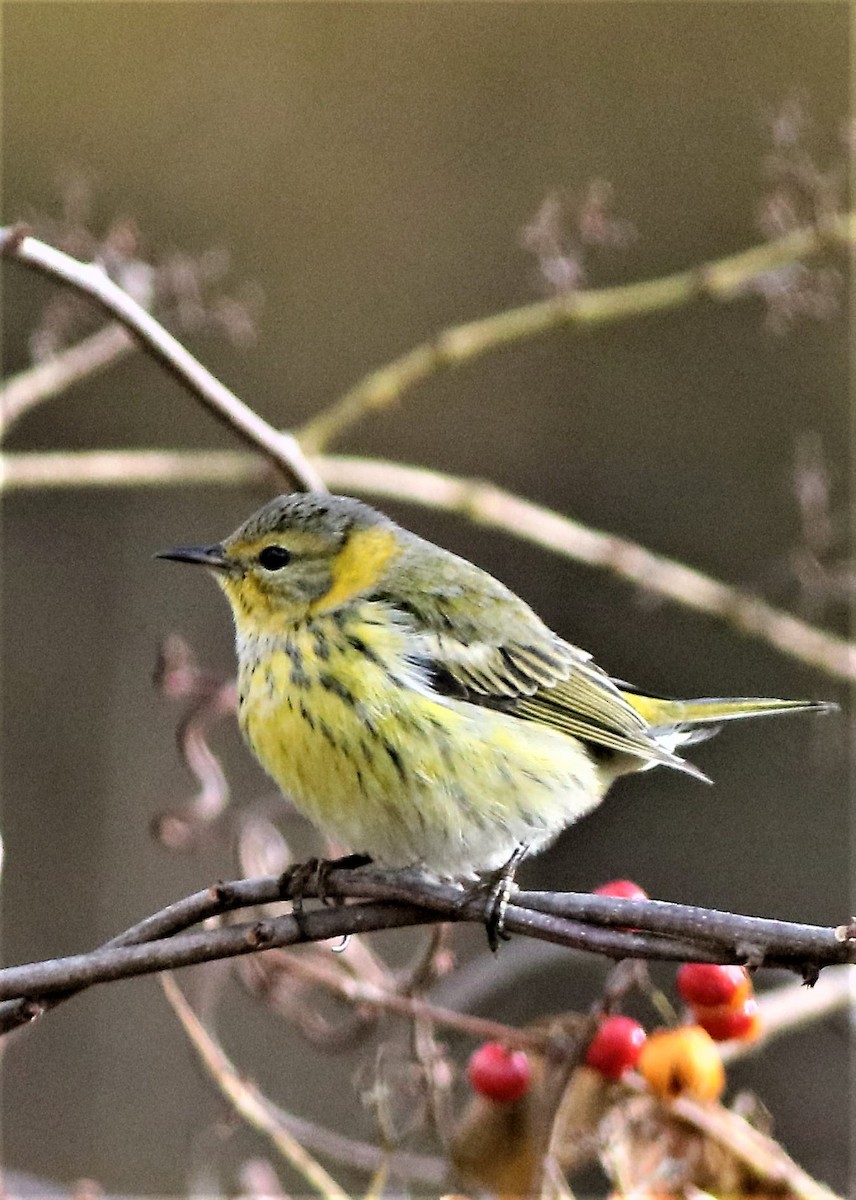 Cape May Warbler - ML285905621