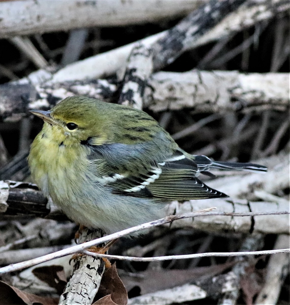 Blackpoll Warbler - ML285905971