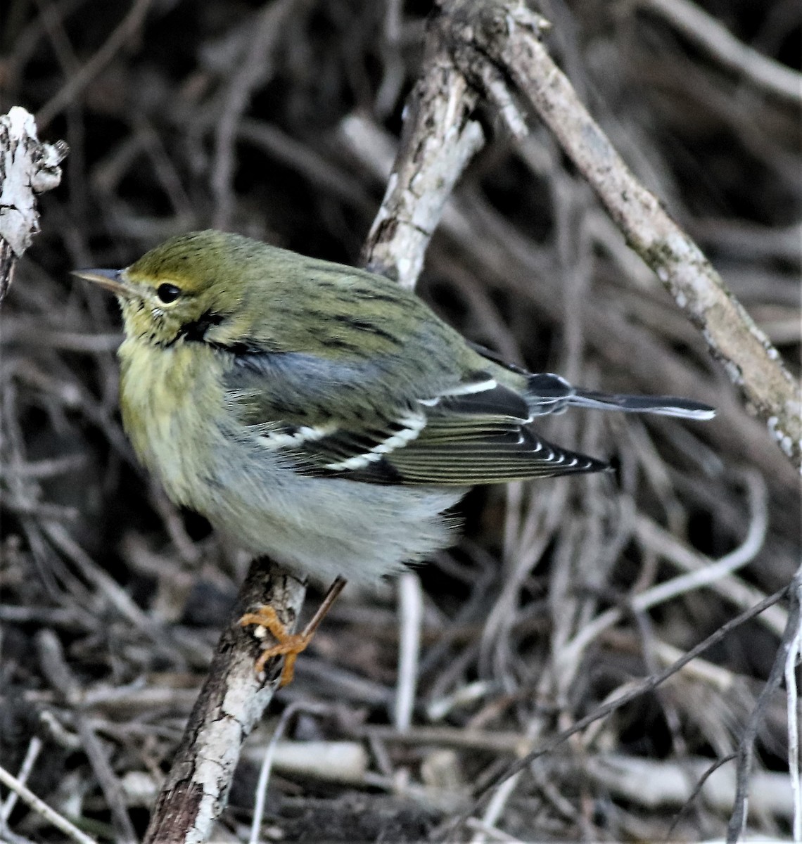 Blackpoll Warbler - ML285906041