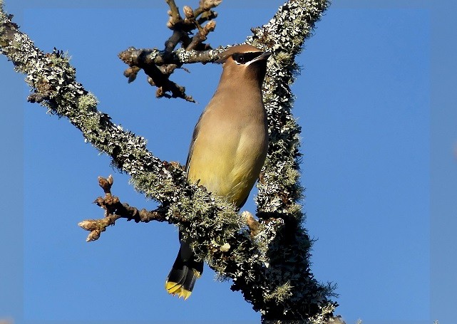 Cedar Waxwing - ML285906931