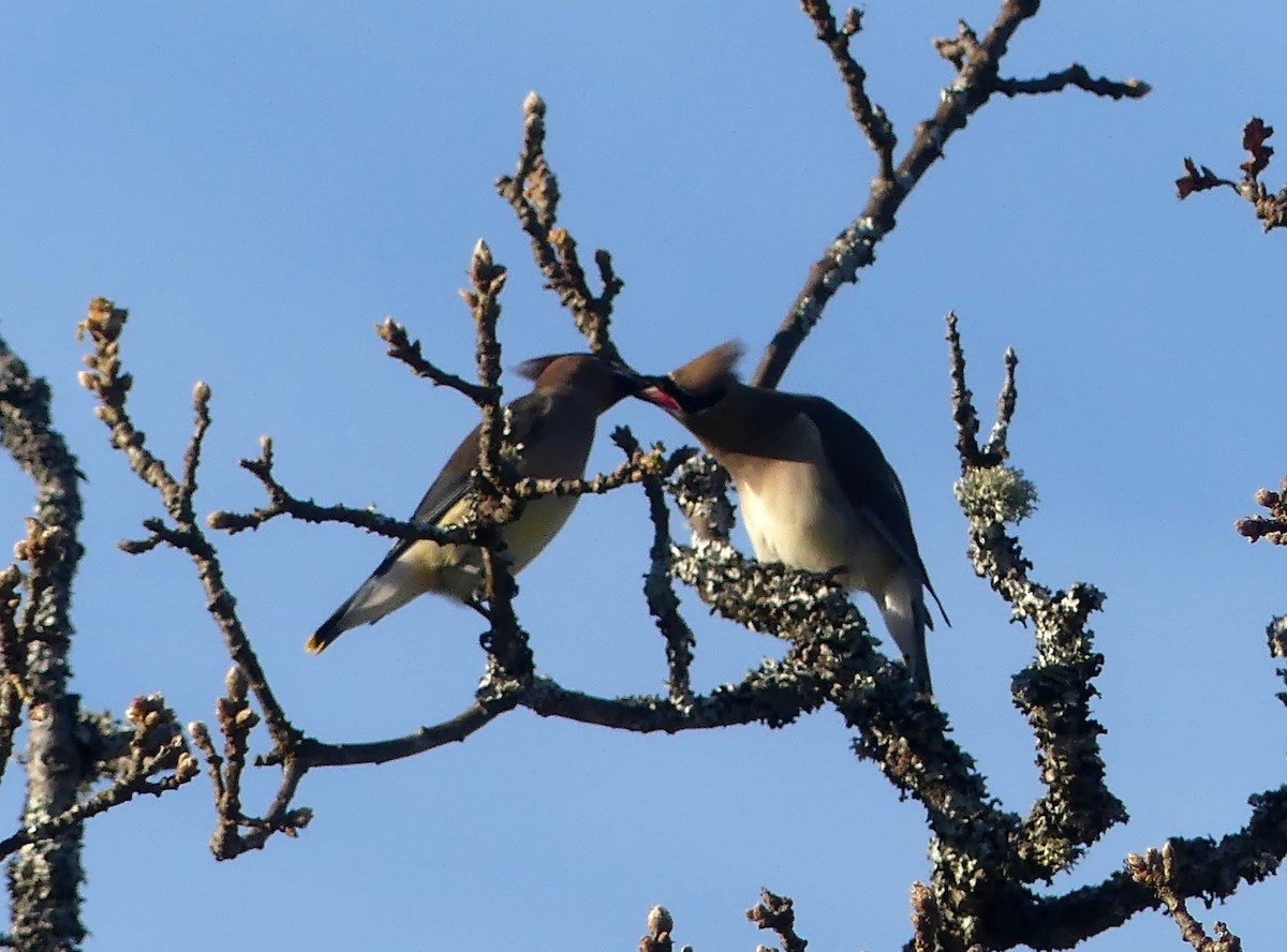 Cedar Waxwing - ML285906971